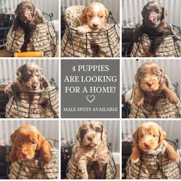 Jasper - Merle male Goldendoodle puppy in Ocoee, Tennessee from Liberty Creek Farms
