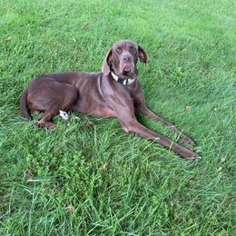 Brutus - Great Dane