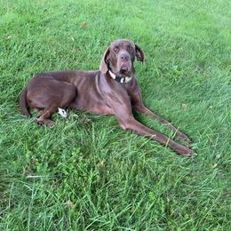 Brutus - Great Dane