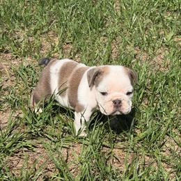 Nugget - Red and white male Bulldog puppy in Aiken, South Carolina from Hayzlett Family English Bulldogs