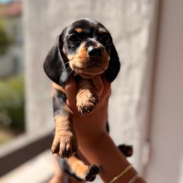 Black and tan boy - Black and tan male Dachshund puppy in Lemon Grove, California from GMZ Doxies SD