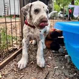 Cactus(LUA) - White and liver brown male Dalmatian puppy in Wilson, North Carolina from New Horizonz Dalmatians