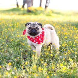 Hemi - Pug