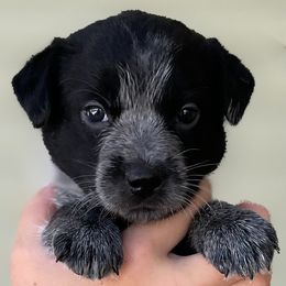 Australian Cattle Dog Puppies from Circle C Puppies