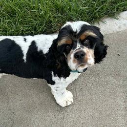 Milo - Cocker Spaniel