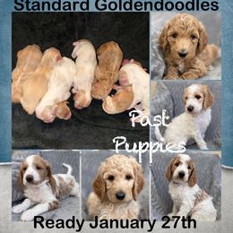 Boy 2 - Apricot male Goldendoodle puppy in Maricopa, Arizona from AZ Designer Goldendoodles