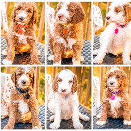 Bernedoodle, Goldendoodle, and Poodle Puppies from Doaks Creek Doodles