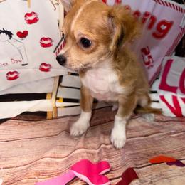 8843 red sable male - Red male Chihuahua puppy in Palmyra, Indiana from Country Star Chihuahuas