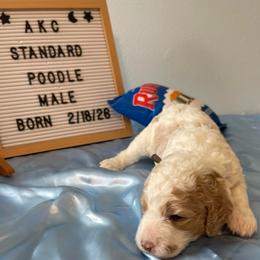 Bentley (brown collar - Phantom male Poodle puppy in Port Saint Lucie, Florida from Abbott Standard Poodles