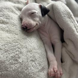 Lefty - White and black male Whippet puppy in Winter Garden, Florida from Infinity Whippets