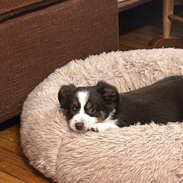 Tui - Red tri male Miniature Australian Shepherd puppy in Grady, Arkansas from KAREN K MCPHERSON