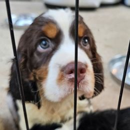 Gray paw collar - Liver white and tan male English Springer Spaniel puppy in Anderson, South Carolina from Hembree Creek Springers