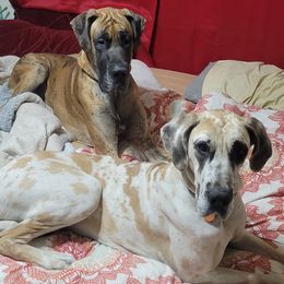 Great Danes from Danes Done Right