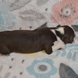 Australian Shepherd Puppies from Nicole Brinton
