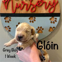Boy 1 - Golden male Golden Retriever puppy in Star, Idaho from Gold Treasure Retrievers