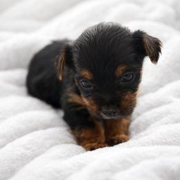 Lottie - Black and tan female Yorkshire Terrier puppy in Iron Mountain, Michigan from Celestial Family Terriers (Yooper Yorkies)