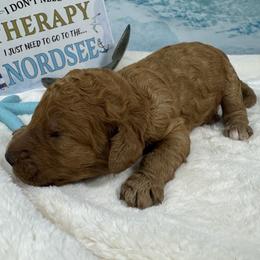 Girl 2 - Phantom female Poodle puppy in Middlebourne, West Virginia from El Silencio Standard Poodles