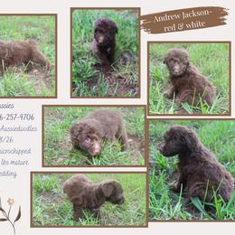 Andrew Johnson - Red male Aussiedoodle puppy in Asheboro, North Carolina from Stellar Aussies
