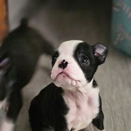 Boston Terrier Puppies from Christy's Boston Butts