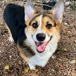 Alfie - Pembroke Welsh Corgi
