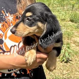 B - Black and cream male Dachshund puppy in Huntington, Texas from Wild Briar Dachshunds