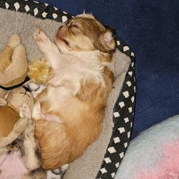 Emilio - Fawn and white male Chihuahua puppy in Meridian, Oklahoma from Crazy Love Kennels