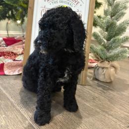 Belle of Louisville - Black female Goldendoodle puppy in Camden, North Carolina from Oopsie Doodles of NC