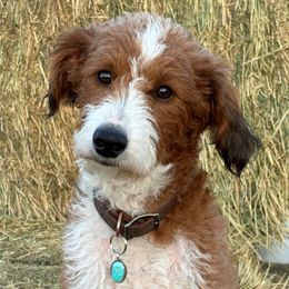 Brandy - Bernedoodle