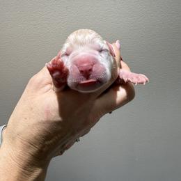 Girl 4 - White female Boxer puppy in Jamesville, New York from Reynolds Homestead Boxers
