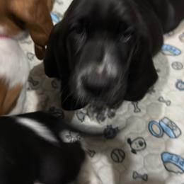 Boy 2 - Black and white male Basset Hound puppy in Pflugerville, Texas from Mountain Mama Bassets