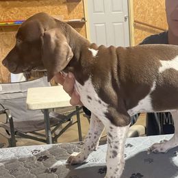 Girl 3 - Liver and white German Shorthaired Pointer puppy in Ellsworth, Minnesota from Zitzloff’s Pointers