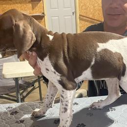 Girl 3 - Liver and white German Shorthaired Pointer puppy in Ellsworth, Minnesota from Zitzloff’s Pointers