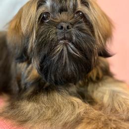 CKC Belleamy(read full description) - Brindle female Shih Tzu puppy in Roseville, Michigan from Diamond Paws LLC
