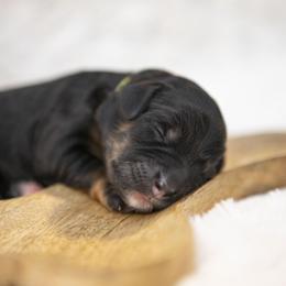 Snow White - Phantom female Bernedoodle puppy in Seffner, Florida from Gold Diamond Pup
