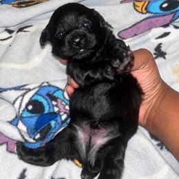 Buckwheat 2000 - Black male Yorkipoo puppy in Gastonia, North Carolina from Banks Dynasty Kennel