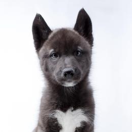 Hades - From Health Tested Parents - Vet Checked - Agouti and white male Siberian Husky puppy in Santa Monica, California from Limitless Huskies