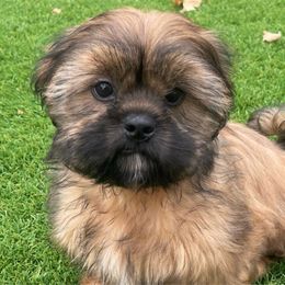 Green Collar - Black and tan Shih Tzu puppy in Norwalk, California from Shitz Show