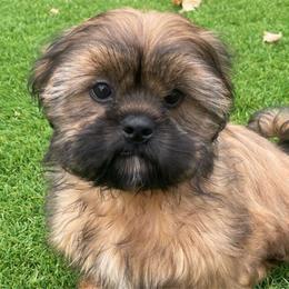 Green Collar - Black and tan Shih Tzu puppy in Norwalk, California from Shitz Show