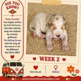 Ruby - Parti female Goldendoodle puppy in Frostproof, Florida from Lover Dover Doodles