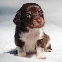 Dachshund Puppies from Tygart Creek Dachshunds