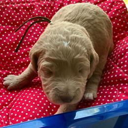 Brown collar - Apricot male Labradoodle puppy in Mechanicville, New York from Deuce's Doodles
