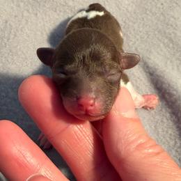 Girl 2 - Parti female Poodle puppy in Monroe, North Carolina from Toy Poodle Shenanigans