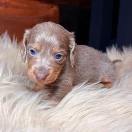 Petal - Fawn (isabella) and cream female Dachshund puppy in Washburn, Tennessee from Clinch Mountain Dachshunds