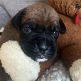 Girl 4 - Fawn female Boxer puppy in Plainwell, Michigan from Hope's Beautiful Boxers