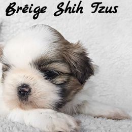 AKC Brindle & White Parti Male - Brindle and white male Shih Tzu puppy in Middle Grove, New York from Beirin Breige Shih Tzus