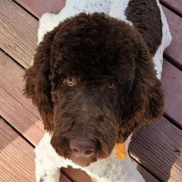 Jesus - Goldendoodle