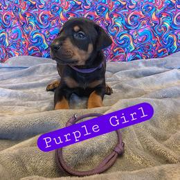 Purple Girl - Black and rust female Doberman Pinscher puppy in Knox, Indiana from Double River Dobermans