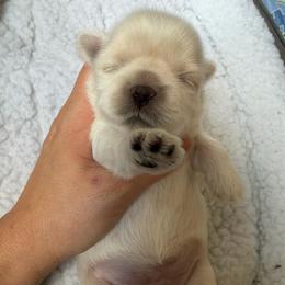 Glitter - female Shih Tzu puppy in Kettering, Ohio from The Ruff Life Tribe