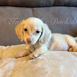 Winston - Cream male Dachshund puppy in Jonesboro, Illinois from Twin Hills Dachshunds