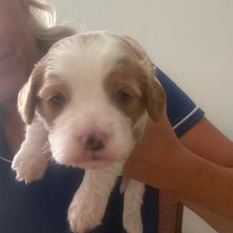 Butterscotch - White male Cavapoo puppy in Santaquin, Utah from Willow & Wag Farm